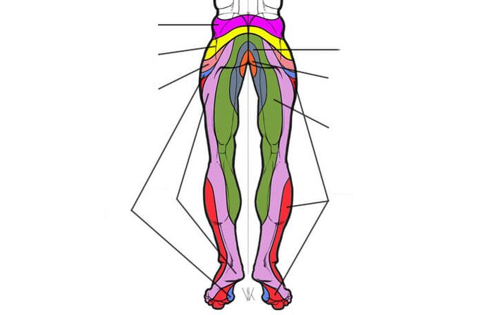 innervation zones of the lumbar segments