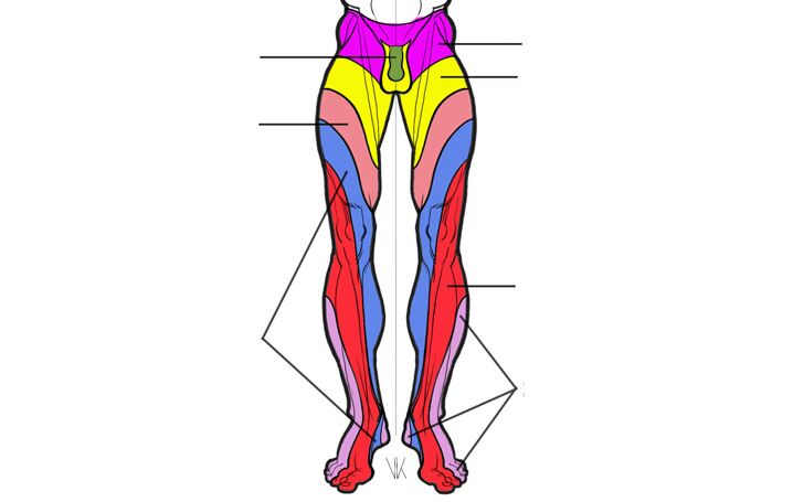 the innervation zone of the lumbar segments